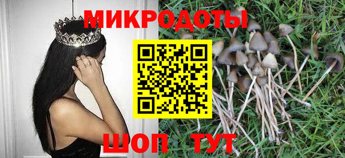 Новозыбков  Псилоцибиновые грибы Cubensis  Вход с VPN 