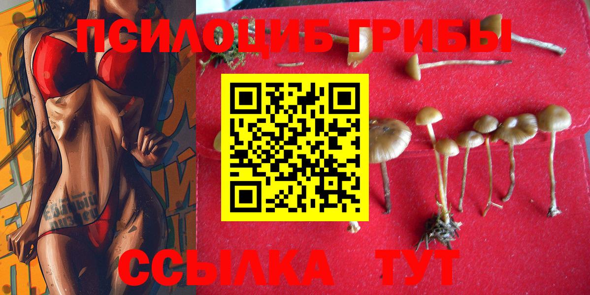 Псилоцибиновые грибы мицелий Новозыбков